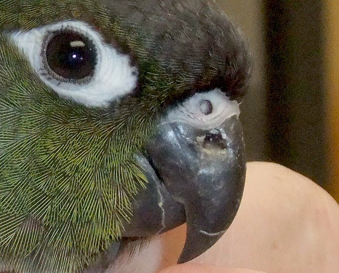 Almost Angels Aviary Green Cheek Beak Injury