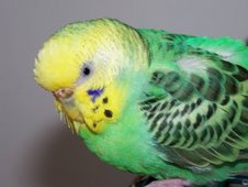 <a href="http://www.birdchannel.com/blog/viewbio.aspx?apid=24241">Pigwidgeon - 5/1/04- 11/11/09</a>