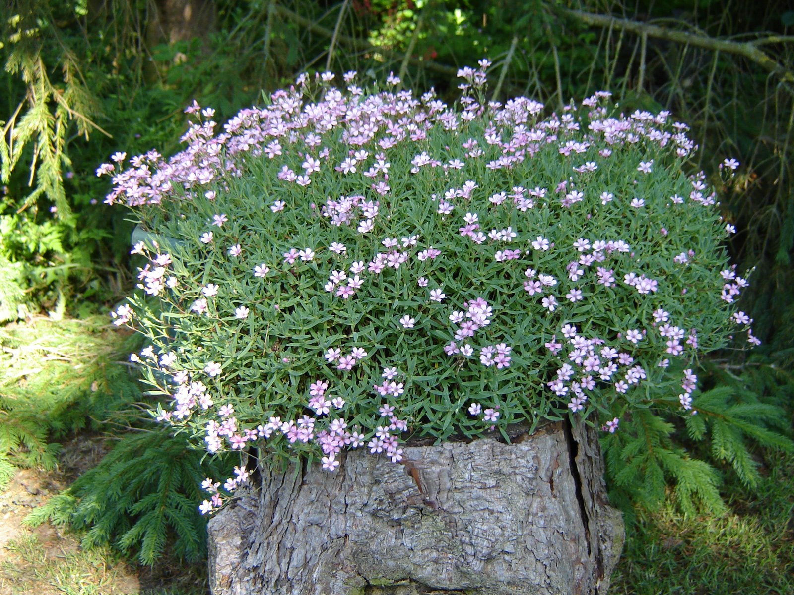 Fleurs de la Sauvagine Gypsophila repens rosea