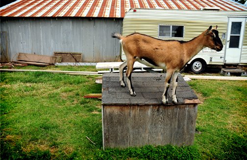 [goat©NicoleBarker.jpg]