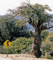 Wiggly tree on Ruta 40 -(c)Alex Guest