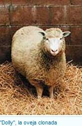 Dolly, la oveja clonada