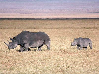 Rinoceronte negro (Rhinoceros bicornis)