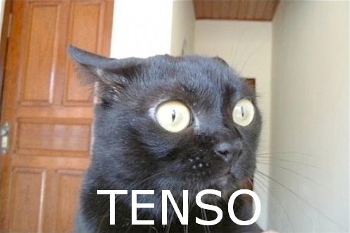 gato_tenso.jpg