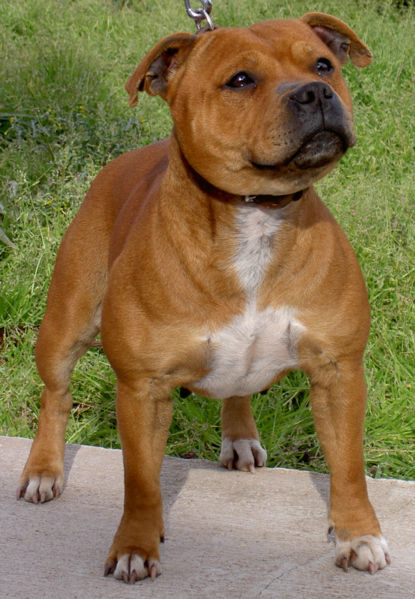 Staffordshire Bull Terrier ~ Dog Breeds Database