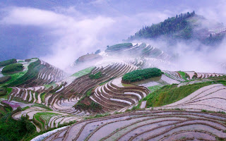 Rice Terraces Morning Mist Nature Wallpaper