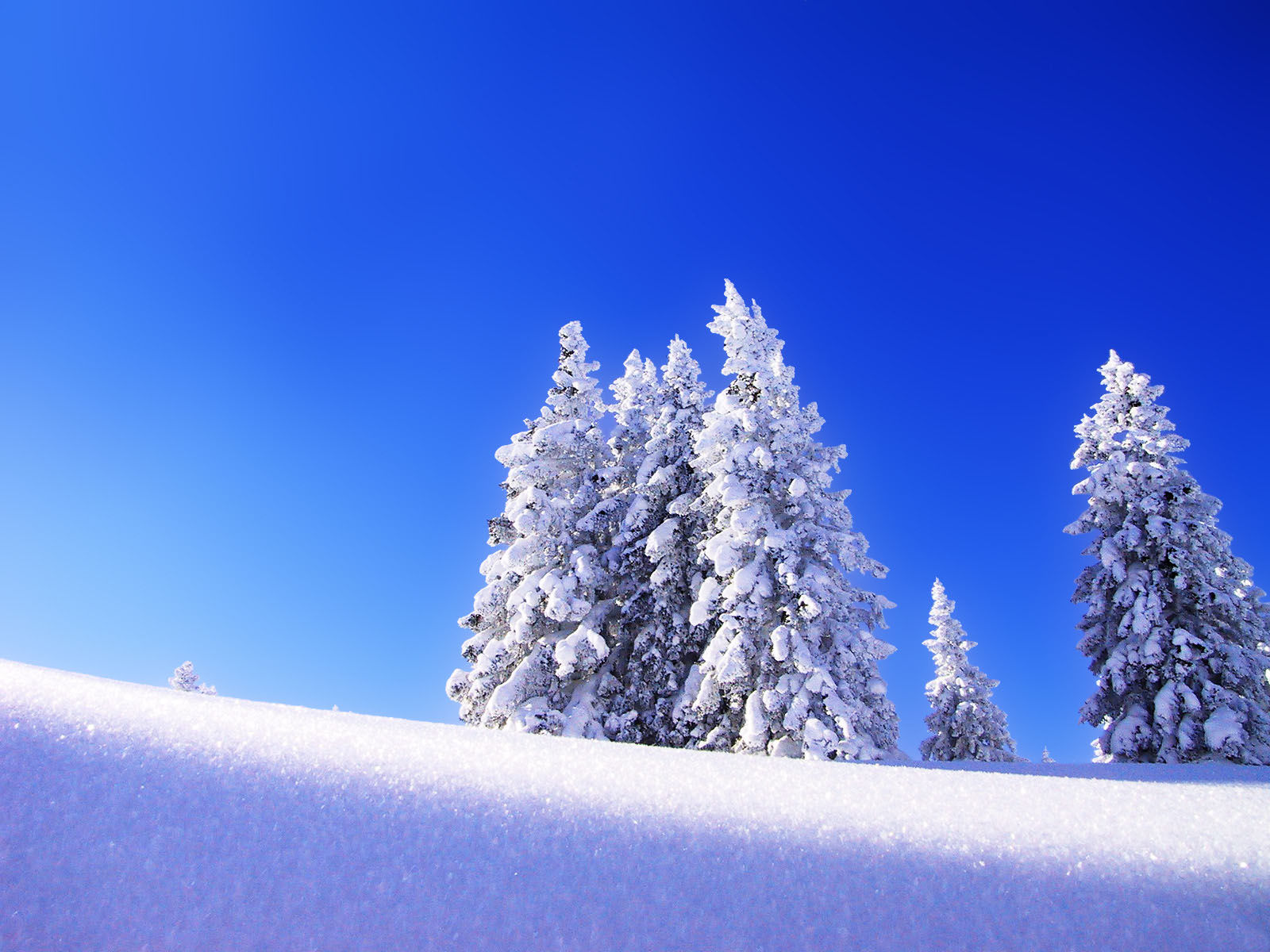 [Casuarina-Tree-Snowy-Nature-HD-Wallpaper.jpg]
