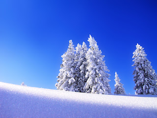 Casuarina Tree Snowy Nature HD Wallpaper