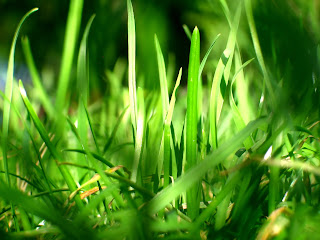Grass HD Nature Wallpaper
