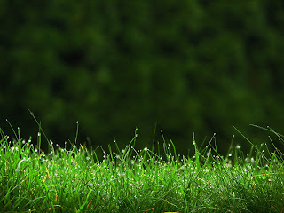 Grass in the Morning Nature HD Wallpaper