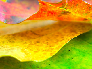 Orange Leaf Nature HD Wallpaper