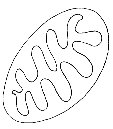 Mitochondria Coloring Pages