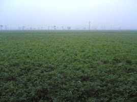 <b>KANDEALAY FULLTHORNY FLOWERS</b>