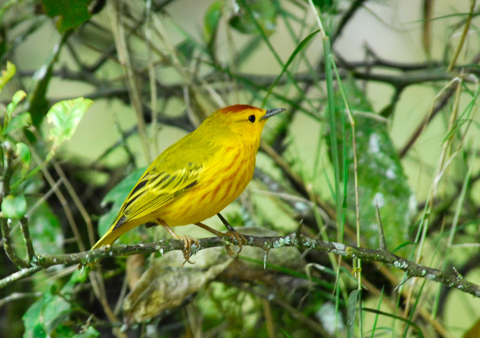 BirdManBob Land Birds of the Galapagos
