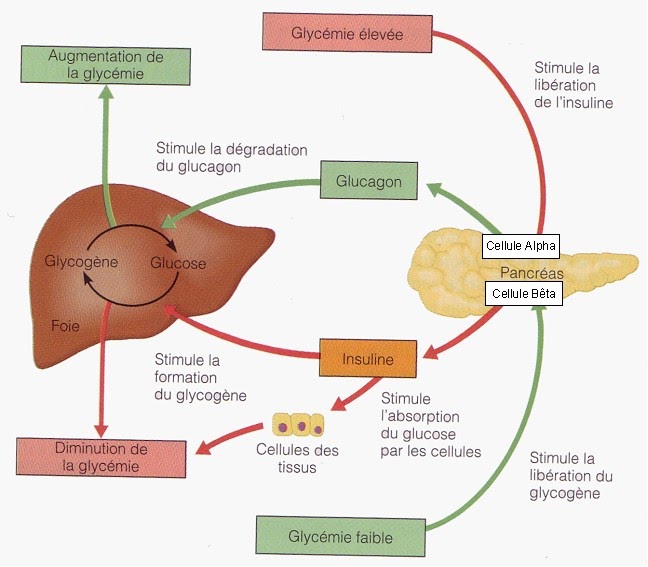 Blog SVT: Schéma bilan de la régulation de la glycémie