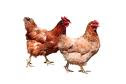 Poultry Farming