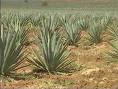 Sisal Farming