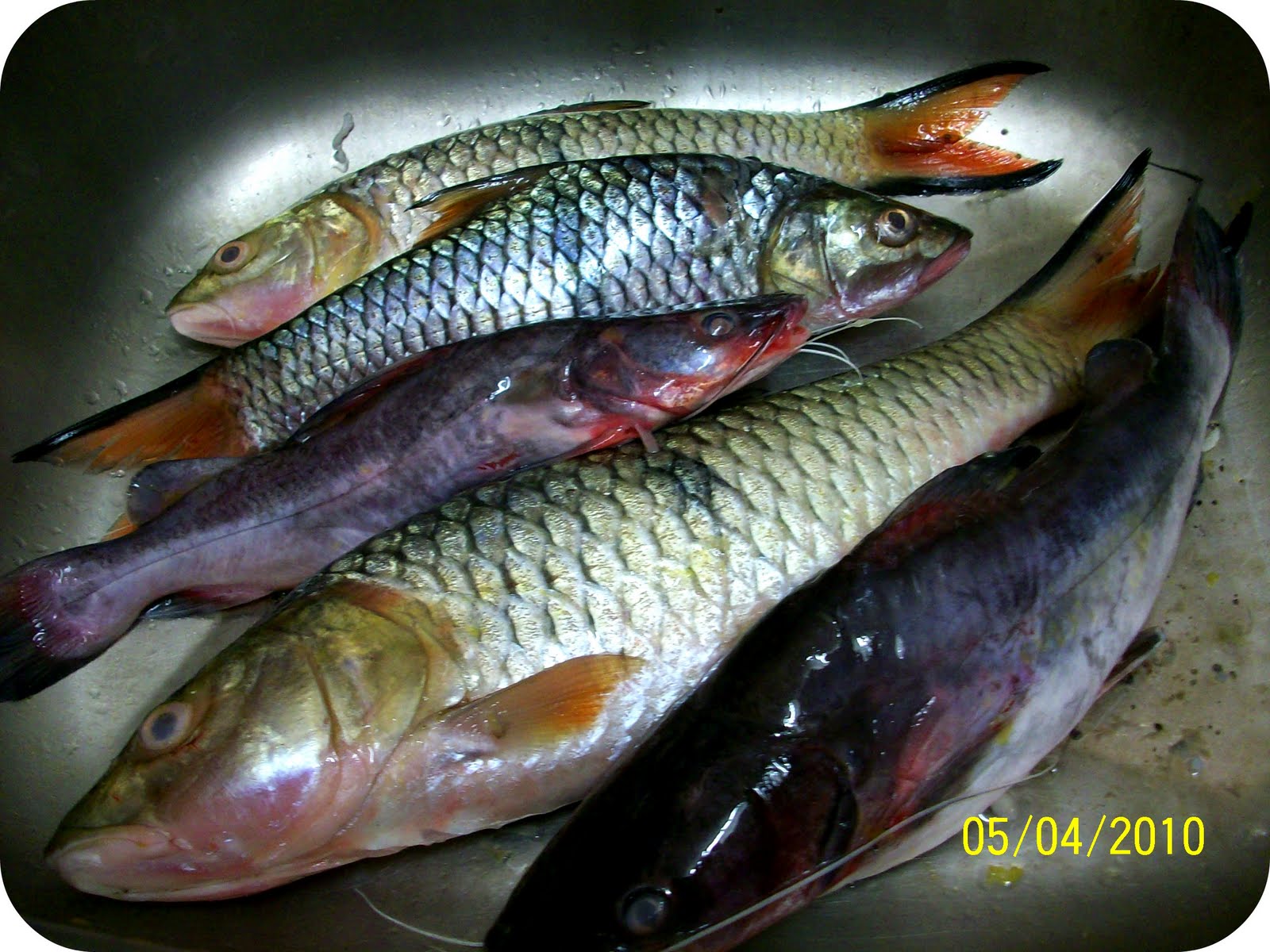 Hilangkan Hanyir Ikan Sungai