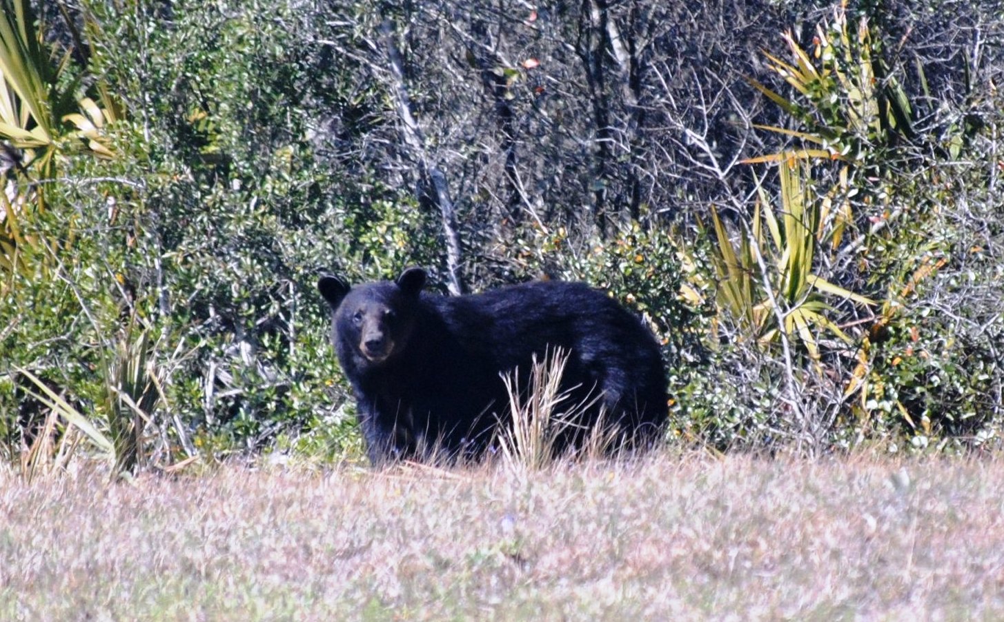 Southern Sportsman Aquatics & Land Management Wild Florida Black Bear