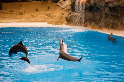 loro_delfin.jpg