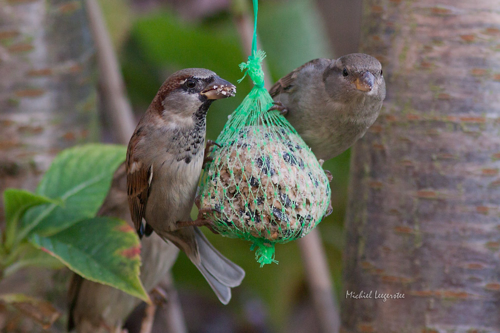 Belevingsfotografie: Mussen / Sparrows