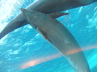 Dolphin in aquarium