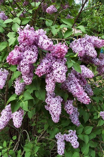 Margy's Musings: Lilacs