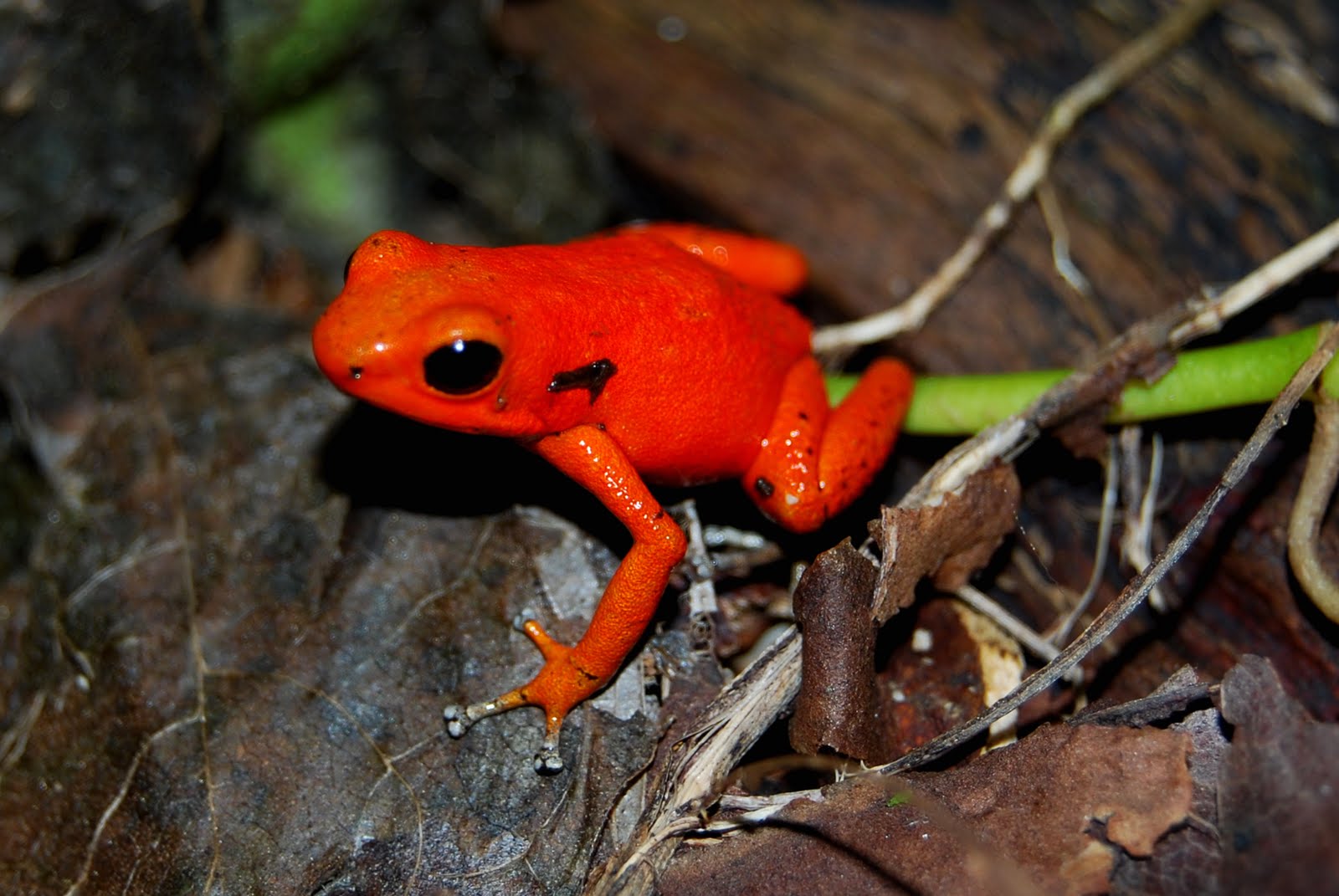 BIODIVERSIDAD-RED DE VIDA