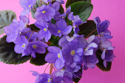 violets african flowers violet update another looking week queen many