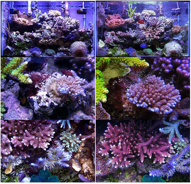 AquaViki Inspirations: Vodka Dosing for Reducing Nitrates in a Reef ...