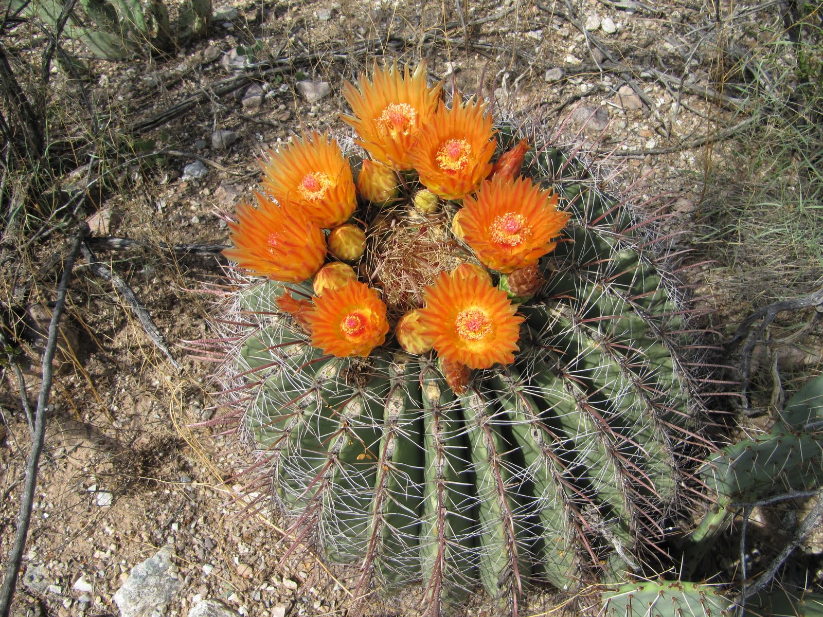 Az. Buddy The Barrel cactus
