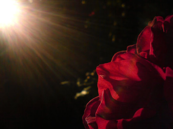 O Sol e a Rosa