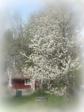 Blommande körsbärsträd