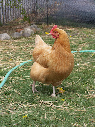 chicken dead alive around running minute she