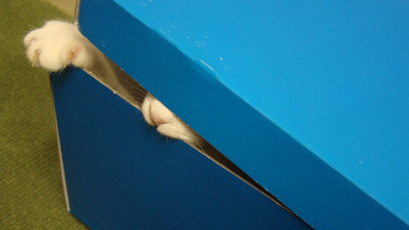 Gato Pasando Por Debajo De Una Puerta