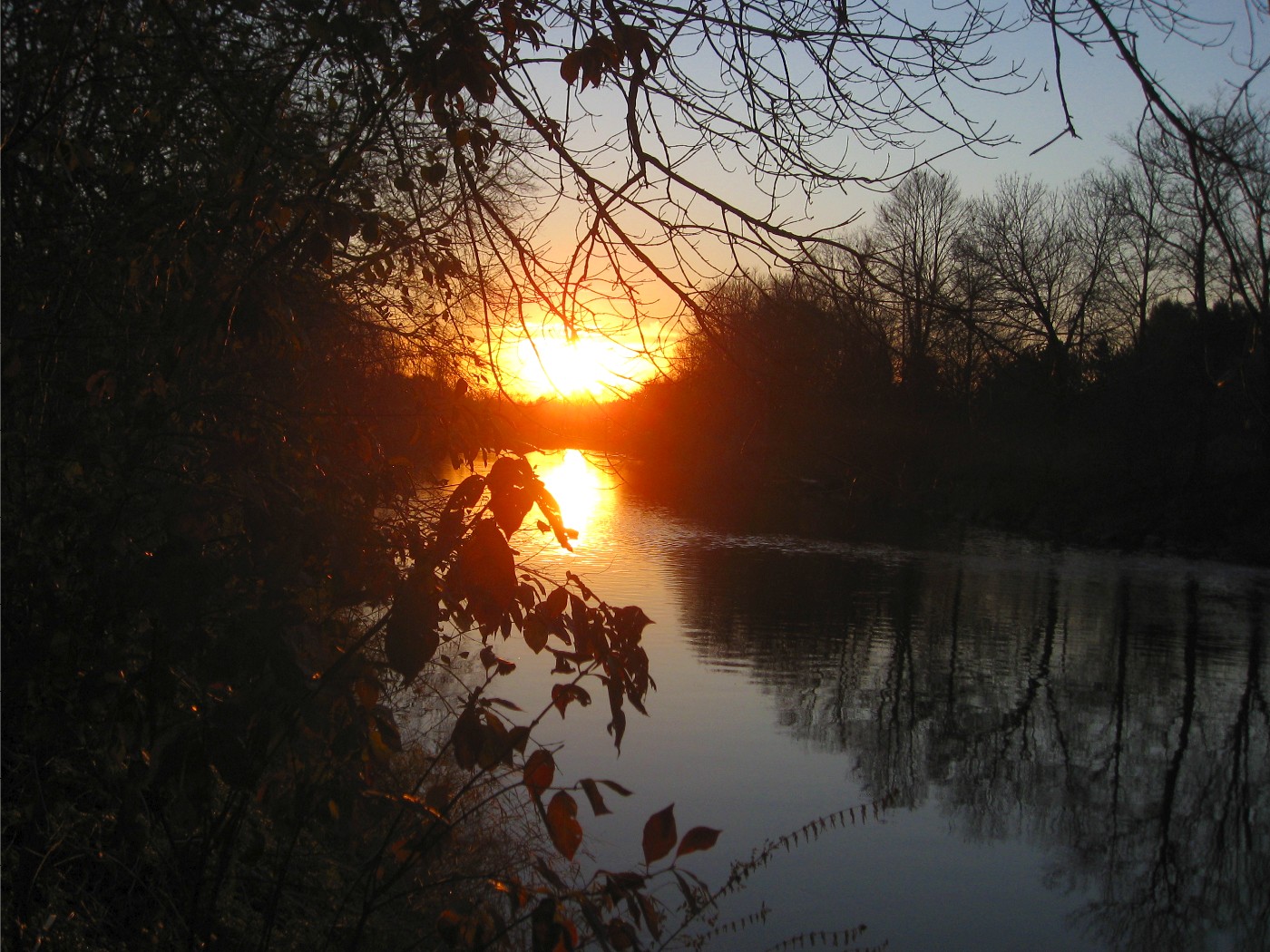 Shari's Chocolate Box Dreamy Countenance