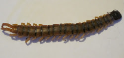 centipede bite millipede cruces las dangerous mexico zees county data west inches he flipped him clairz