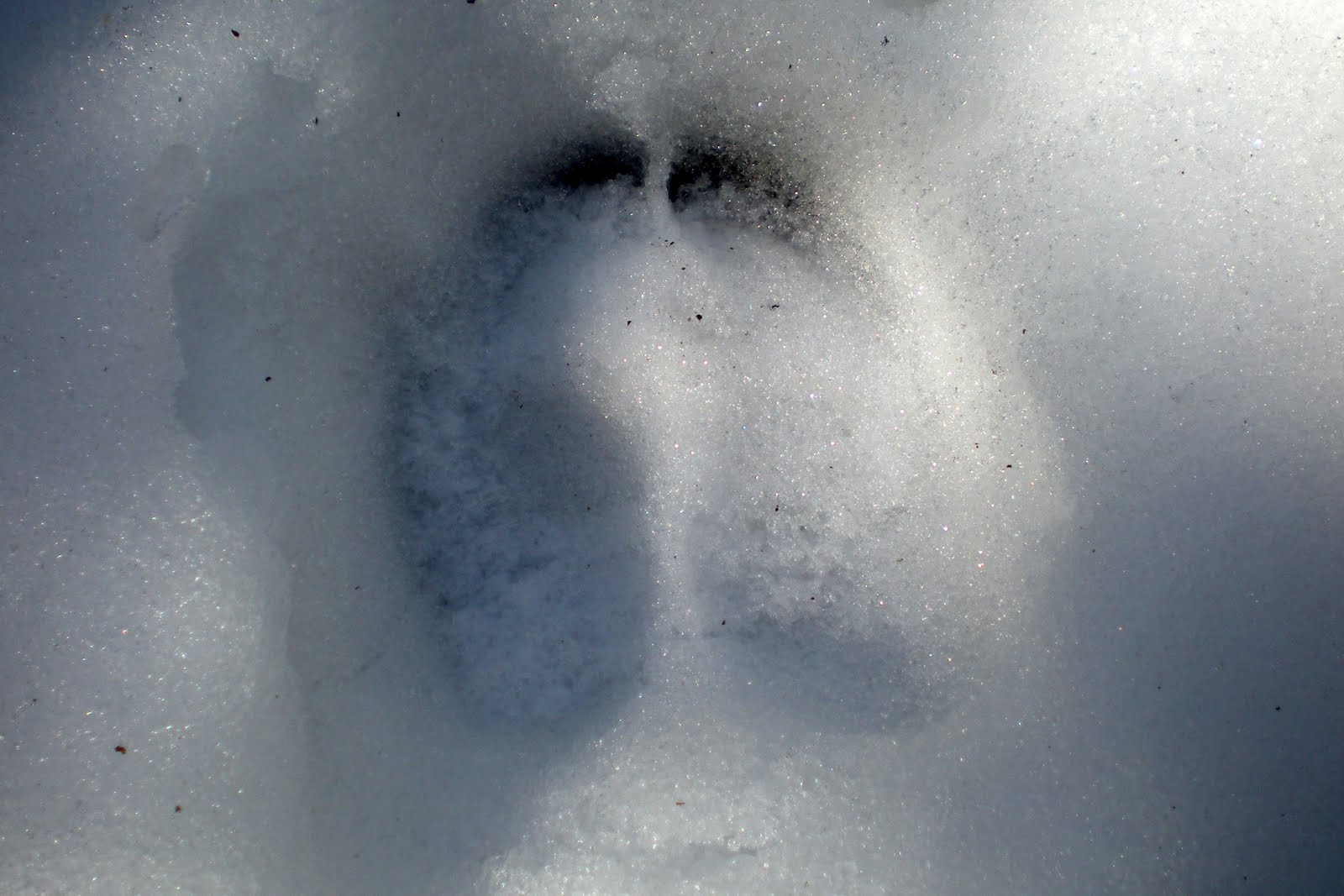 Fizzy Notions Footprints