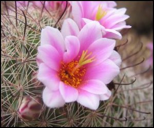 [cactus_flowers_pink.jpg]