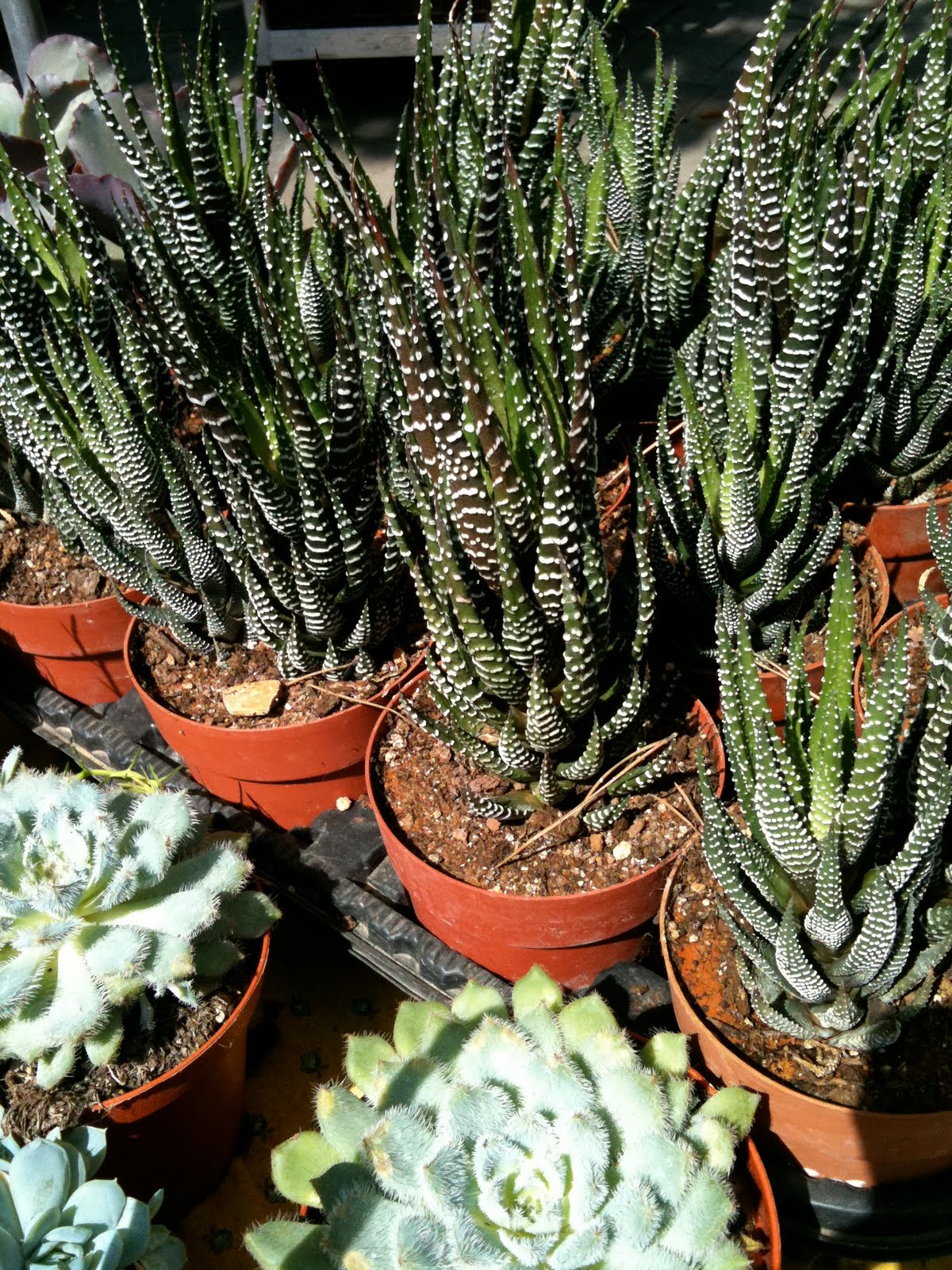 Let me tell you: Plantes & Jardins