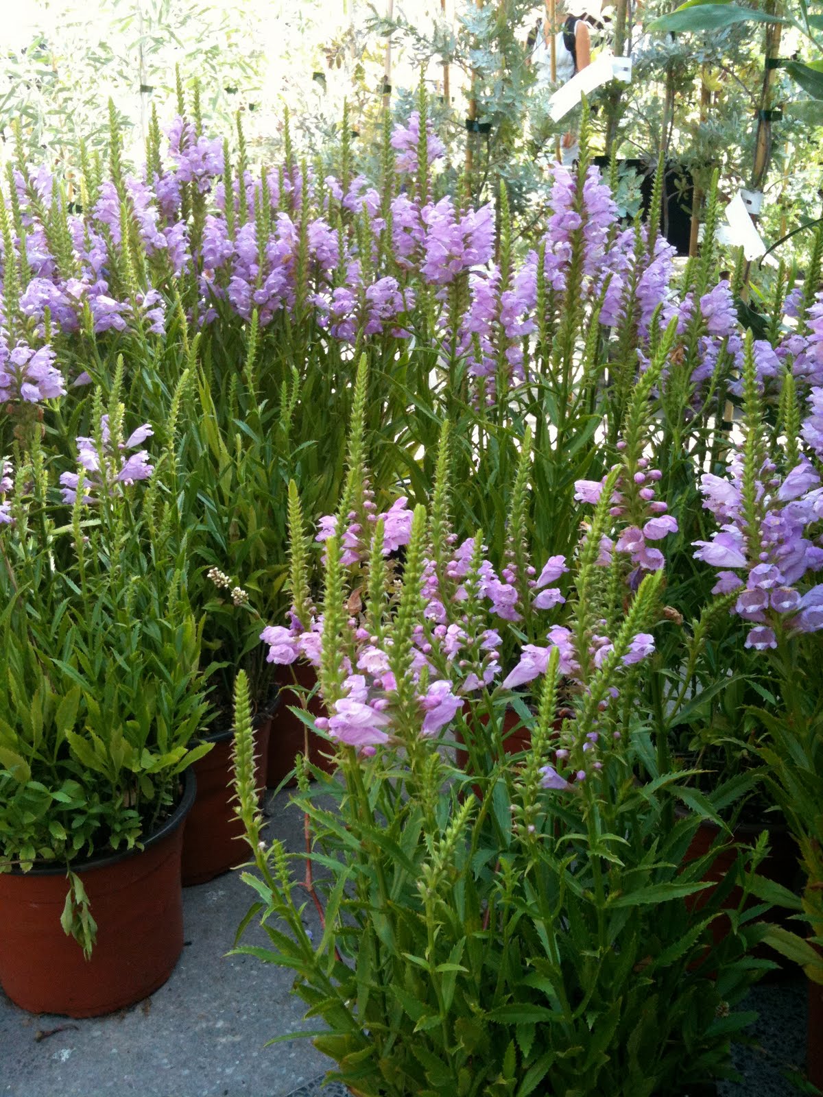 Let me tell you: Plantes & Jardins