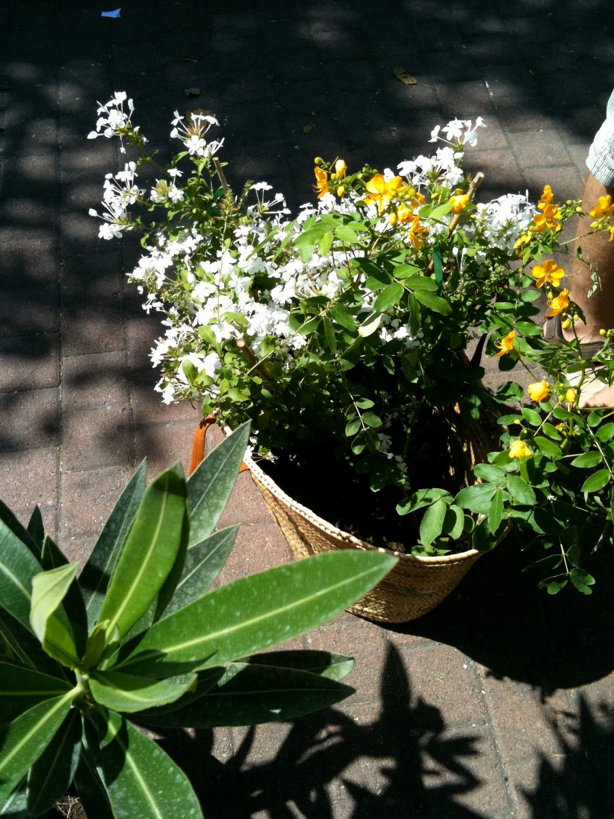 Let me tell you: Plantes & Jardins