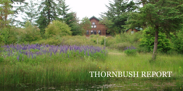 thornbush report