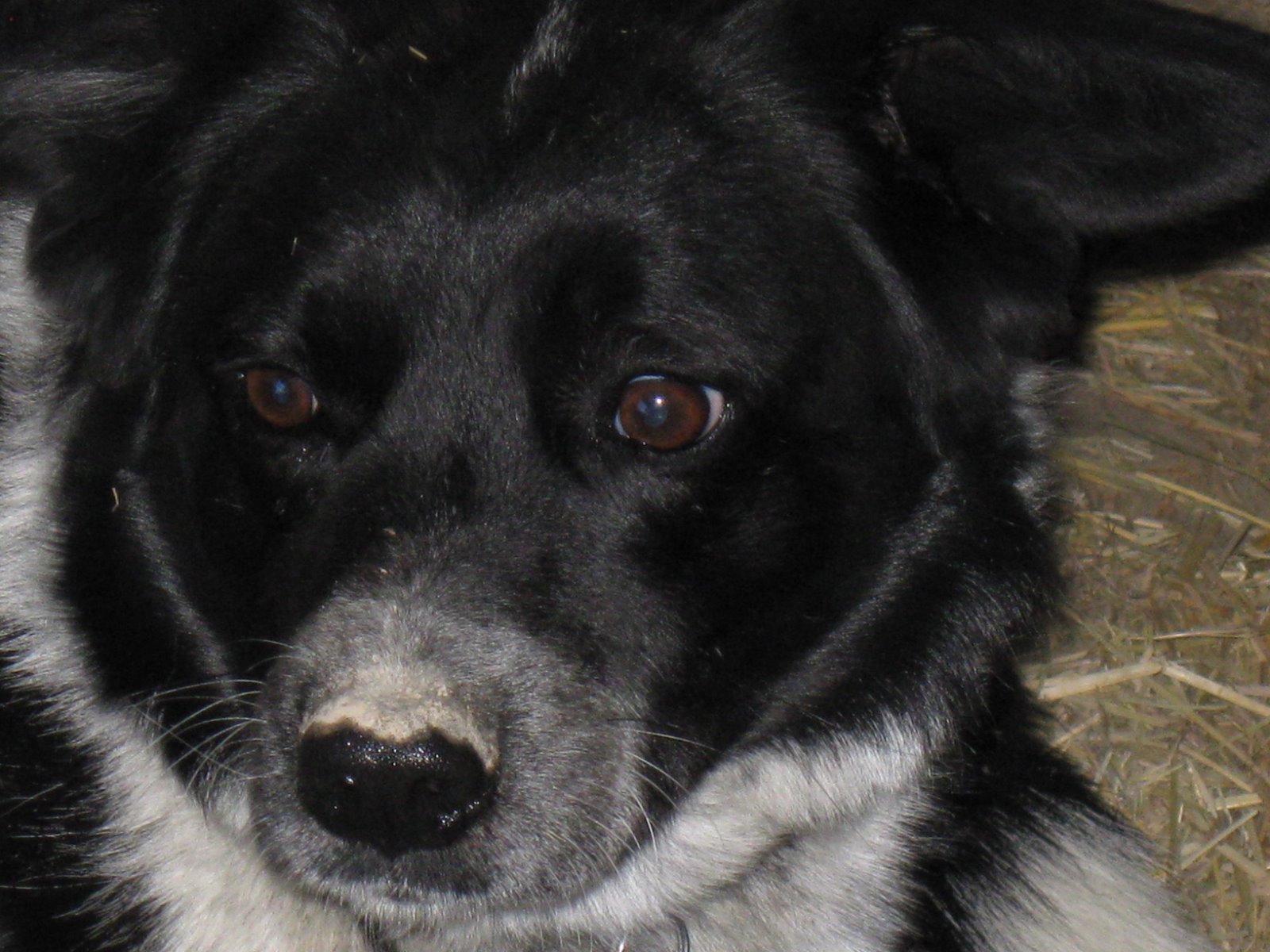 [Mia's+Dirty+nose.jpg]