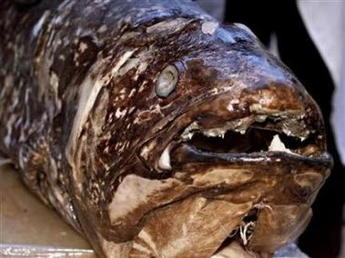 prehistoric fish caught