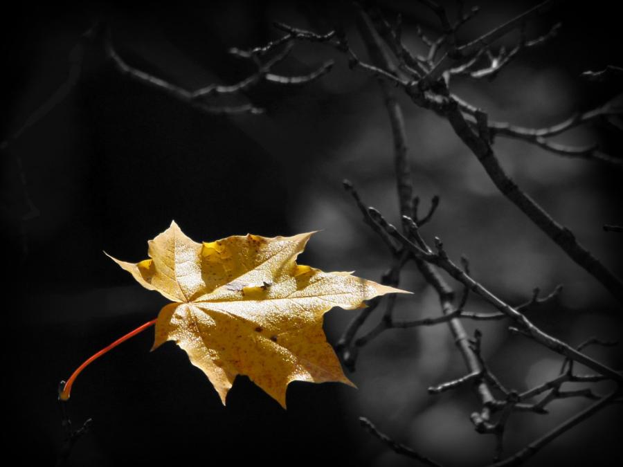 Ночью по листьям стучал беспрерывно. Падающие листья. Лист на ветру. Желтые листья на темном фоне. Падающие листья клена.