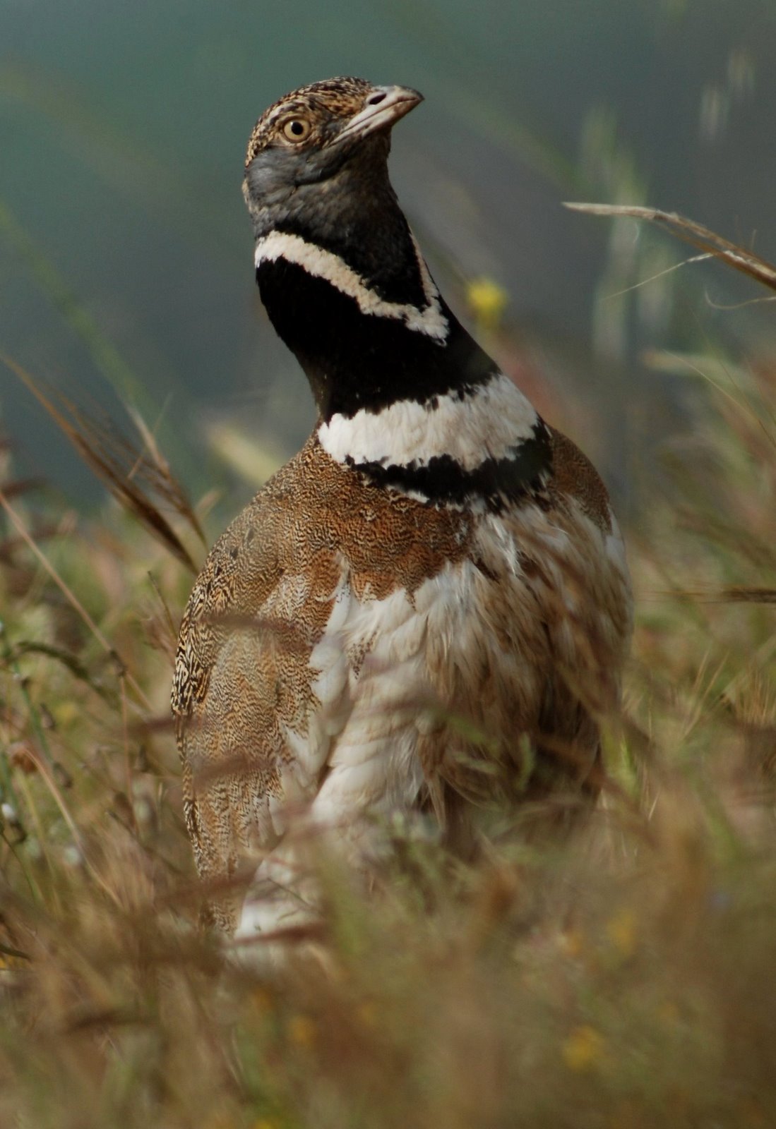 [Sisão_-_Tetrax_tetrax.jpg]