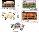 CLICK for some Japanese Pigs 
