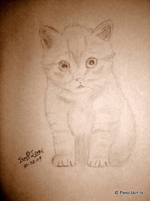 Kitten.jpg