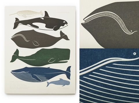 [print_cetacean_small.jpg]